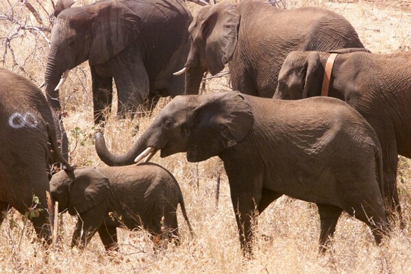 Η Ζιμπάμπουε πουλάει ελέφαντες στο εξωτερικό επειδή έγιναν υπερβολικά πολλοί