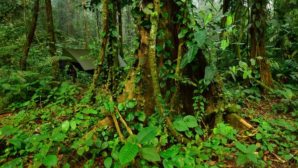 Σε θρυλική αρχαία πόλη της ζούγκλας, ερευνητές εντόπισαν σπάνια πλάσματα που δεν είχαν ποτέ έρθει σε επαφή με ανθρώπους