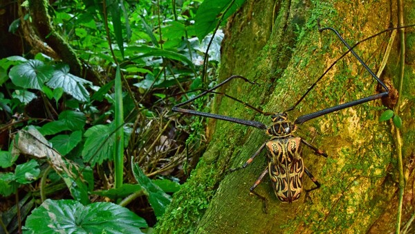 Σε θρυλική αρχαία πόλη της ζούγκλας, ερευνητές εντόπισαν σπάνια πλάσματα που δεν είχαν ποτέ έρθει σε επαφή με ανθρώπους