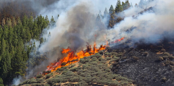 Ισπανία: Περιβαλλοντική καταστροφή στη Γκραν Κανάρια - Έχουν ήδη καεί 60.000 στρέμματα γης
