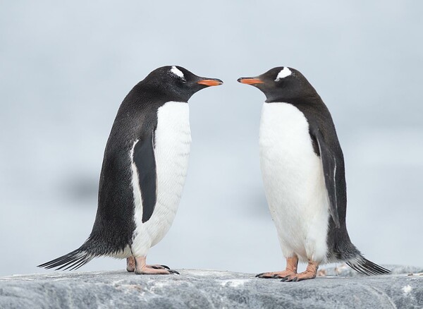Αυτό το είδος πιγκουίνων θα μπορούσε να ακμάσει ενώ οι πάγοι λιώνουν