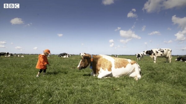 Αγκαλιάζοντας αγελάδες: Μια ασυνήθιστη «θεραπευτική» τάση κερδίζει έδαφος στην Ολλανδία