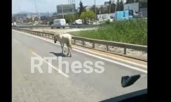 Θεσσαλονίκη: Πανικός για άλογο που κυκλοφορούσε στους δρόμους της πόλης