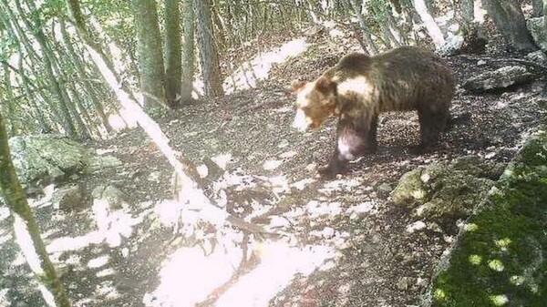 Η Ιταλία κυνηγάει μια «ιδιοφυή» αρκούδα που απέδρασε σκαρφαλώνοντας σε ηλεκτρικούς φράχτες