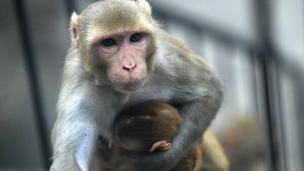 Η πρώτη χίμαιρα ανθρώπου- μαϊμούς διχάζει ως η κόκκινη γραμμή της ηθικής