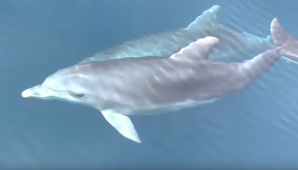 O εκπληκτικός «χορός» των δελφινιών στον Θεολόγο - Ένα μαγευτικό βίντεο