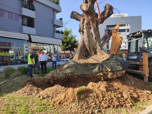 Μια υπεραιωνόβια ελιά 300 ετών έγινε «δημότης» Ηρακλείου Αττικής