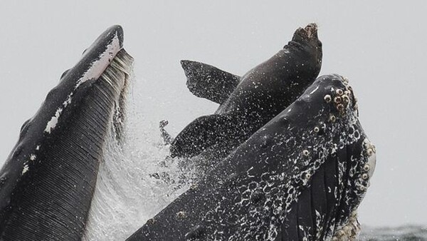Φάλαινα «καταπίνει» θαλάσσιο λέοντα: Μια θεαματική εικόνα