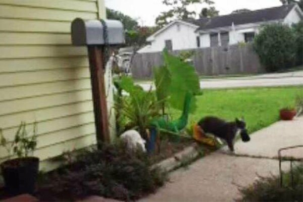 Γάτος πιάστηκε να κλέβει την μπουγάδα της γειτονιάς- Έφερνε σπίτι μαγιό, κάλτσες και εσώρουχα
