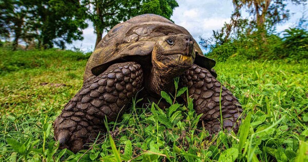Γκαλαπάγκος: 15 γιγαντιαίες χελώνες έσωσαν το είδος τους από εξαφάνιση με χιλιάδες απογόνους