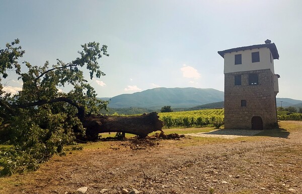 Η κακοκαιρία έσπασε την υπεραιωνόβια δρυ - σύμβολο του κτήματος Κυρ-Γιάννη