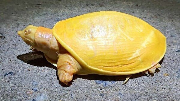 Εντοπίστηκε σπάνια κίτρινη χελώνα στην Ινδία