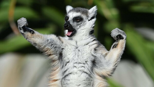 Μαδαγασκάρη: Σχεδόν όλοι οι λεμούριοι απειλούνται με εξαφάνιση