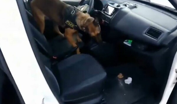 Κιλκίς: Η Μinnie, ο σκύλος της αστυνομίας, βρήκε κάνναβη κρυμμένη σε κιβώτιο ταχυτήτων