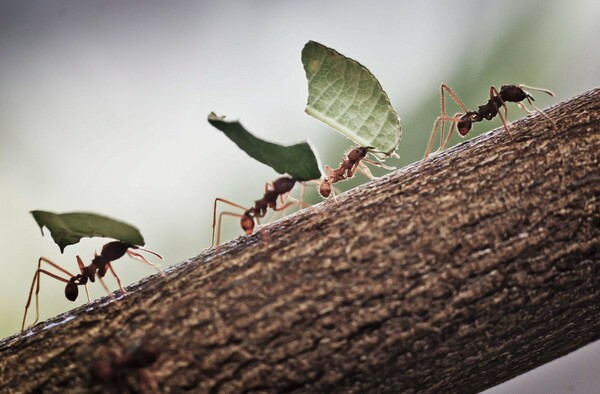 Σχεδόν 2 εκατομμύρια άνθρωποι προσποιούνται ότι είναι μυρμήγκια στο Facebook