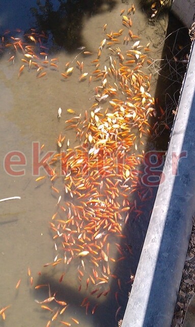 Κρήτη: Εκατοντάδες νεκρά ψάρια στο Φράγμα Αποσελέμη