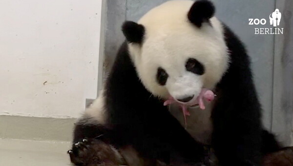 Δίδυμα πάντα γεννήθηκαν στο ζωολογικό κήπο του Βερολίνου - Θα επιστραφούν στην Κίνα