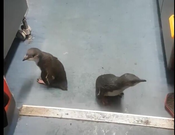Νέα Ζηλανδία: Δύο μικροί μπλε πιγκουίνοι διέρρηξαν δύο φορές εστιατόριο σούσι