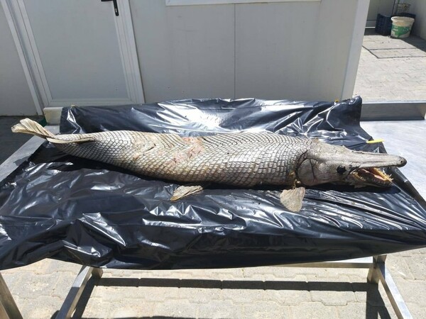 «Ψάρι αλιγάτορας» ανασύρθηκε από φράγμα στα Κατεχόμενα - Πώς βρέθηκε εκεί