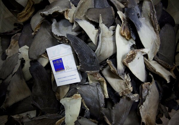 Πτερύγια καρχαρία: H βάρβαρη πρακτική συνεχίζεται - «Ανταγωνίζεται το εμπόριο ναρκωτικών»