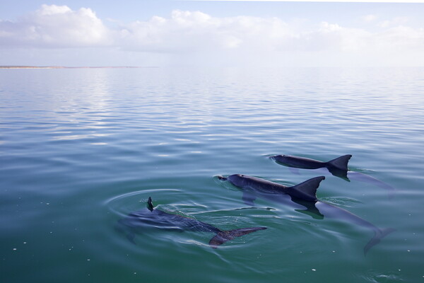 Νέα Ζηλανδία: Τέλος στο κολύμπι με τα ρινοδέλφινα - Πώς οι τουρίστες επηρέασαν το είδος