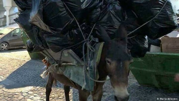 Η βάρβαρη καθημερινότητα για τα γαϊδουράκια στη Σαντορίνη - «Αφήστε τα ζώα ελεύθερα», λέει η PETA