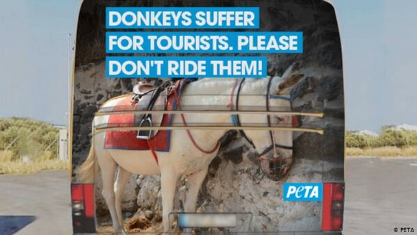 Η βάρβαρη καθημερινότητα για τα γαϊδουράκια στη Σαντορίνη - «Αφήστε τα ζώα ελεύθερα», λέει η PETA