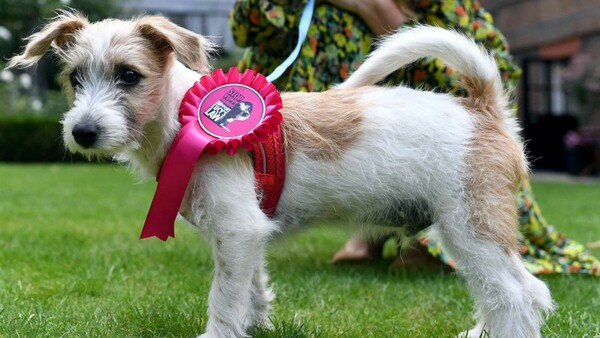 O Ντιλίν, ένα κουτάβι Τζακ Ράσελ είναι ο νέος σκύλος του Μπόρις Τζόνσον