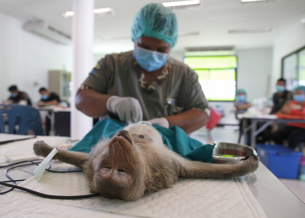 Ταϊλάνδη: Συμμορίες από μαϊμούδες «καταλαμβάνουν» πόλη - «Ζούμε σε ένα κλουβί», λένε οι κάτοικοι