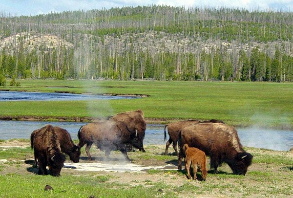 Πάρκο Yellowstone: Βίσονας τραυμάτισε με τα κέρατά του επισκέπτη που «πήγε να τον φωτογραφίσει από κοντά»