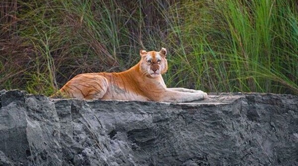 Χρυσή τίγρης - Ένα μοναδικό πλάσμα κατεγράφη ζωντανό στην άγρια φύση