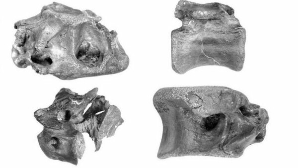 Νέο είδος δεινοσαύρου ανακαλύφθηκε στη Βρετανία - Συγγενικό του T. Rex