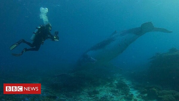 «Σπανιότατο θέαμα»: Δύτης κινηματογραφεί μεγάπτερη φάλαινα στα ρηχά της Αυστραλίας - Επί 12 λεπτά