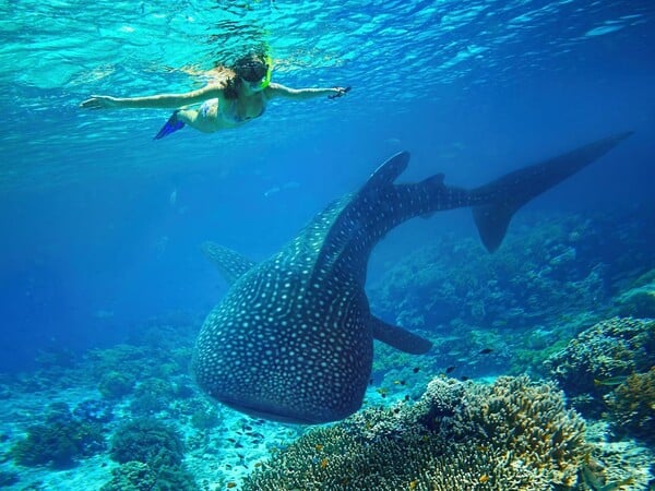 Αυστραλία: Φαλαινοκαρχαρίας τραυμάτισε γυναίκα σε δημοφιλές τουριστικό θέρετρο
