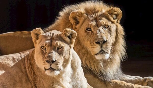 «Αχώριστα» λιοντάρια υποβλήθηκαν μαζί σε ευθανασία μετά από χρόνια «αφοσίωσης»