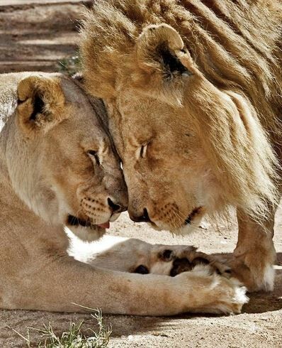 «Αχώριστα» λιοντάρια υποβλήθηκαν μαζί σε ευθανασία μετά από χρόνια «αφοσίωσης»