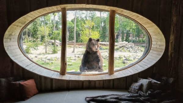 Αυτός ο ζωολογικός κήπος επιτρέπει στους επισκέπτες να κοιμηθούν «μαζί» με τα άγρια ζώα