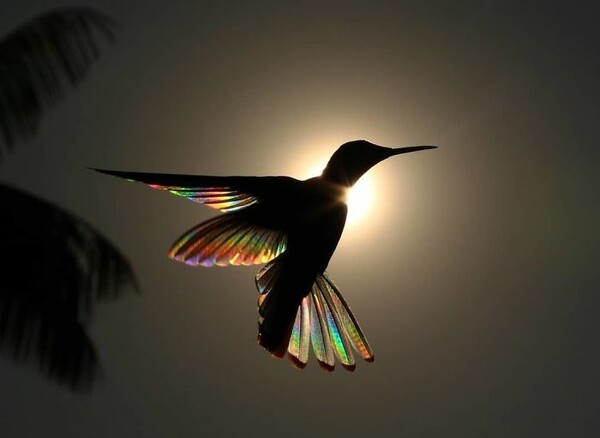 «Winged Prisms»: Το υπέροχο φτέρωμα των κολιμπρί μέσα από μια σειρά φωτογραφιών
