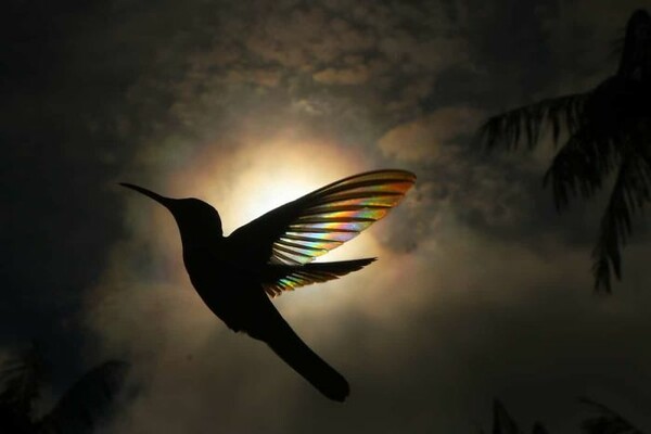 «Winged Prisms»: Το υπέροχο φτέρωμα των κολιμπρί μέσα από μια σειρά φωτογραφιών