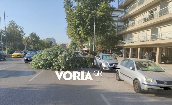 Θεσσαλονίκη: Ο δήμος θέλει να κόψει όλες τις «επικίνδυνες» λεύκες