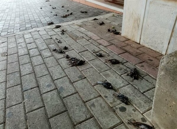 Δεκάδες νεκρά πουλιά στην παραλία της Χαλκίδας - Λόγω της κακοκαιρίας «Θάλεια»