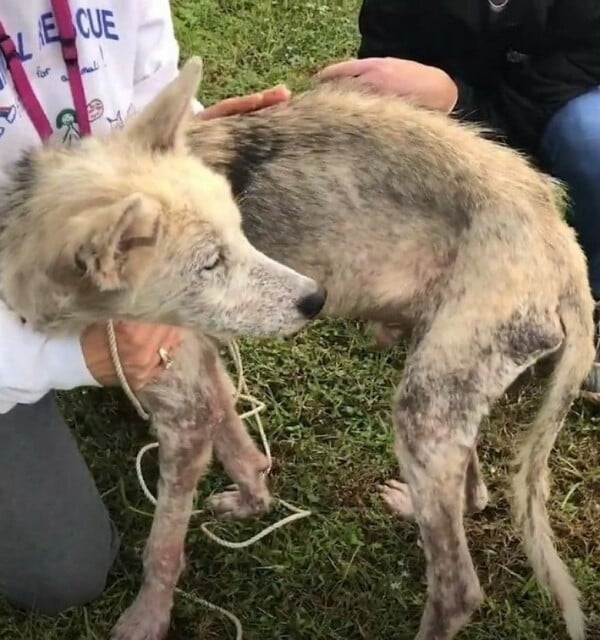 Άφησε νηστικό τον σκύλο του για να εκδικηθεί την πρώην μετά το διαζύγιο: «Ήταν ένα μάτσο κόκαλα»