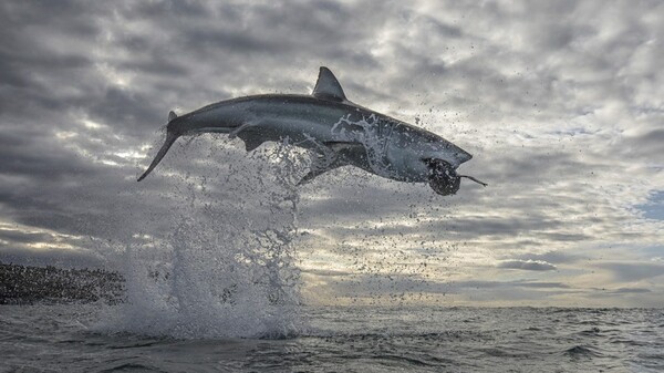 «Άλμα» ρεκόρ για μεγάλο λευκό καρχαρία - 4,5 μέτρα πάνω από την επιφάνεια της θάλασσας