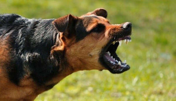 Διόνυσος: Αγέλη σκύλων επιτέθηκε σε περαστικούς - Τέσσερις τραυματίες