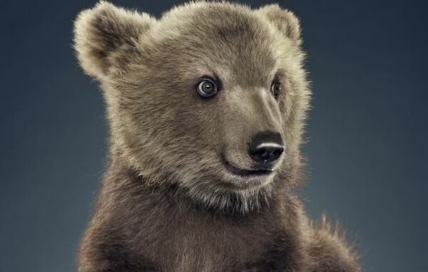 Ιωάννινα: Έκκληση για αρκουδάκι που περιφέρεται μόνο του - «Παρακαλούμε μην του κάνετε κακό»