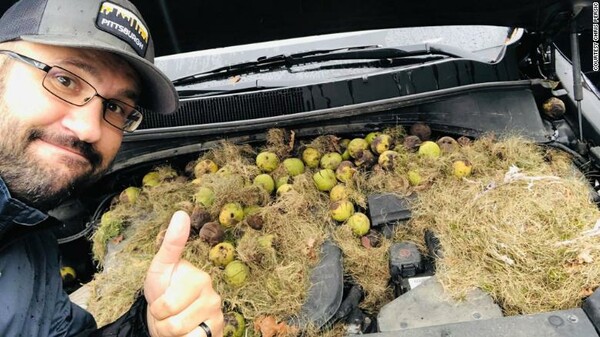 Βρήκαν στη μηχανή του αυτοκινήτου δεκάδες καρύδια και χόρτα - Τα είχαν κρύψει εκεί σκίουροι