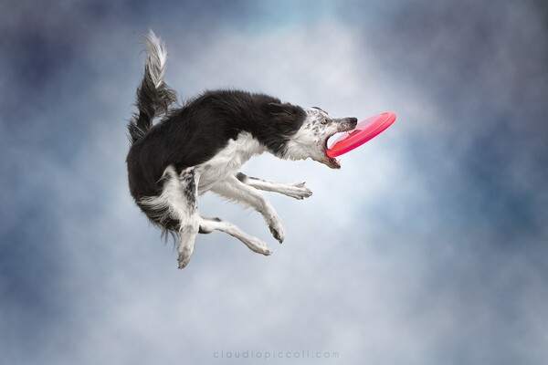 Όταν οι σκύλοι προσπαθούν να πιάσουν στον αέρα ένα φρίσμπι
