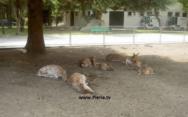 Κατερίνη: Σε επίθεση από αδέσποτα οφείλεται ο θάνατος των ελαφιών στο δημοτικό πάρκο