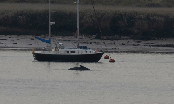 Πέθανε η μεγάπτερη φάλαινα που εντοπίστηκε πριν μερικές ημέρες στον Τάμεση