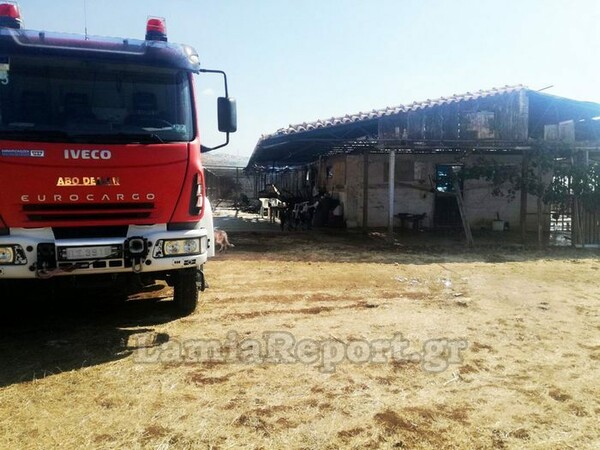 Φωτιά σε κυνοτροφείο στη Θήβα - Μάχη των πυροσβεστών για να σώσουν τα σκυλιά